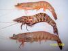 Big Tiger prawn